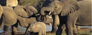 elephants