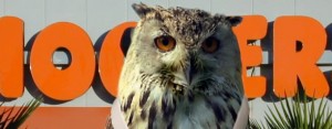 HOOTERS--33655 HOOTERS--33655