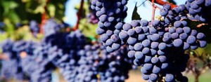 grapes