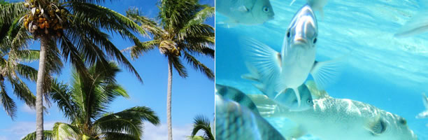 Island Honeymoons Island Honeymoons