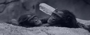 gorilla