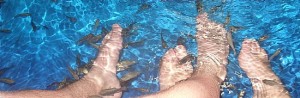 Fish pedicures with fish that eat dead skin
