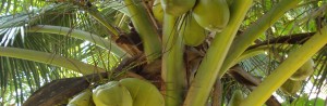 DSC06937