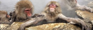 monkey2_1206001i