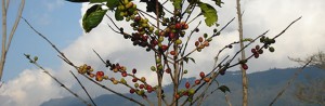 coffee-beans