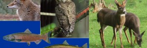 Fish_Wildlife