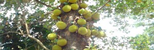 Jackfruit Tree filled with jackfruit