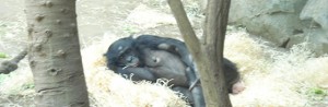 A Femal Gorilla Taking a Nap At the Zoo in Frankfurt, Germany | (c) Photo By Salika Jayasinghe