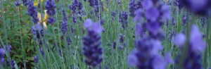 Field of Lavender