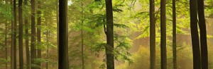autumn-forest-mural