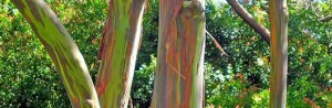 The Rainbow Eucalyptus | (c) Photo By Green Earth Journey