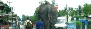 Elephant on the side of road