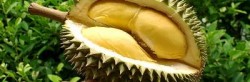 Durian