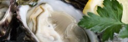 new_orleans_oyster