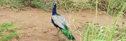 travel-photo-wild-peacock