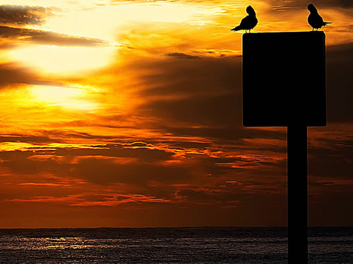 Best Honeymoon Beach Destinations: Manly Beach