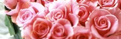 Valentines Day Roses
