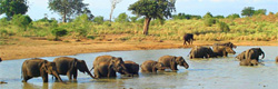 Herd of Asian Elephants