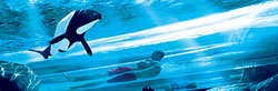 orlando-attractions